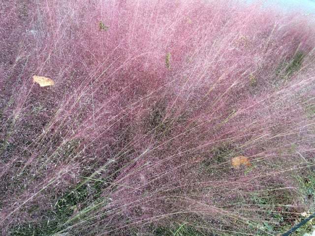 close up of pink feathery plant