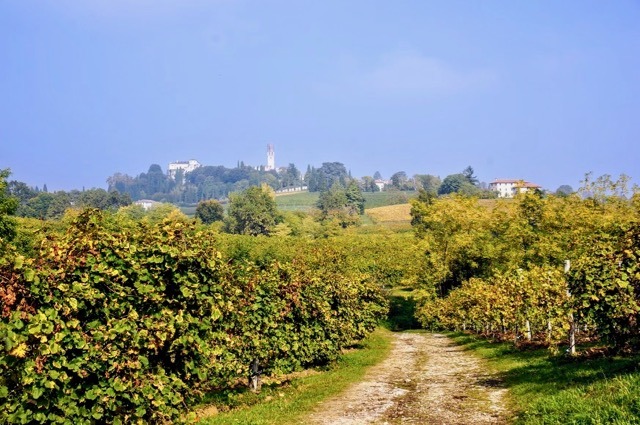 Malibran Vineyard with castle in background