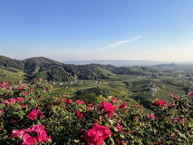 Col Vetoraz View of rolling hills with pink flowers