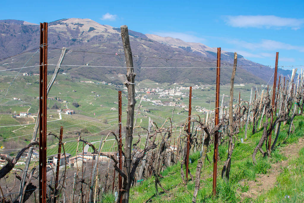 View of vineyards from Adami winery