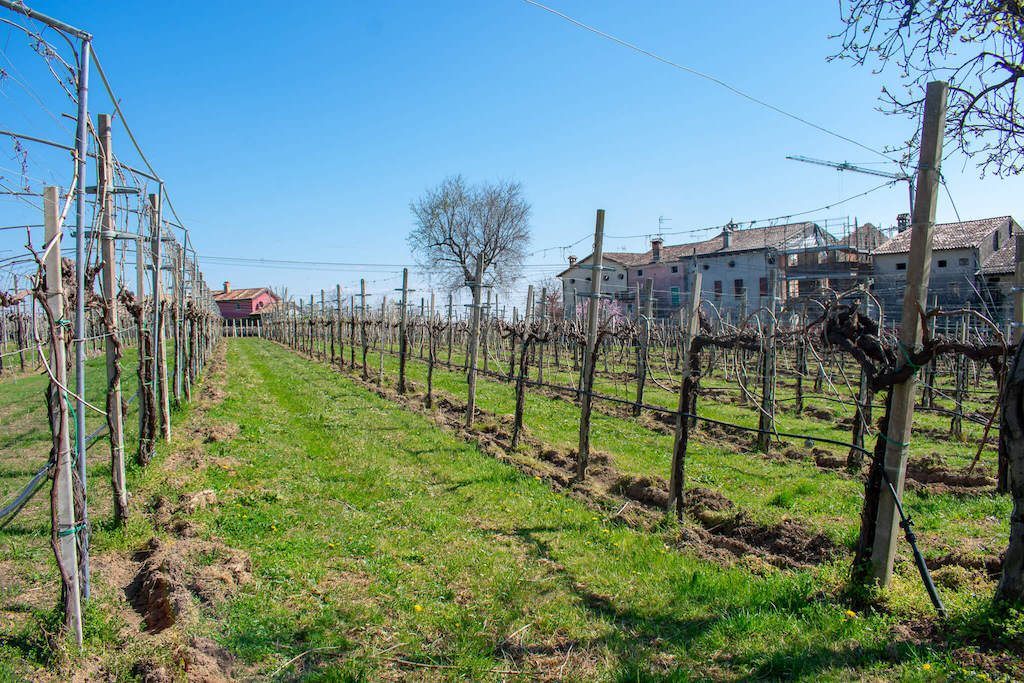 Vineyard at De Riz.