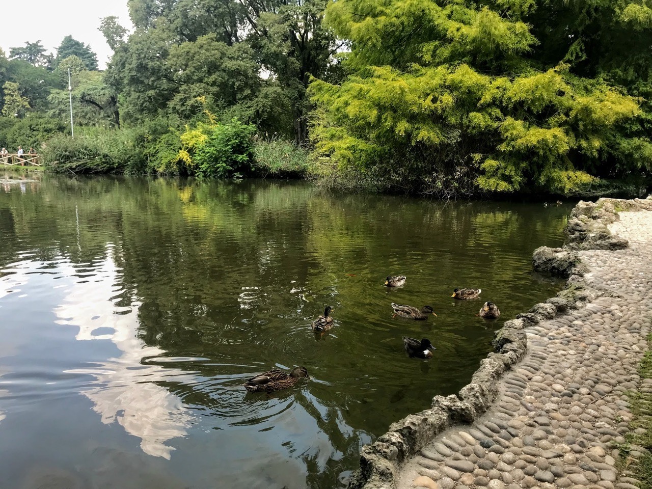 Lake in Sempione Park Milan with ducks