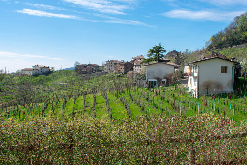 Vineyard and farmhouse in Prosecco hills in northern Italy