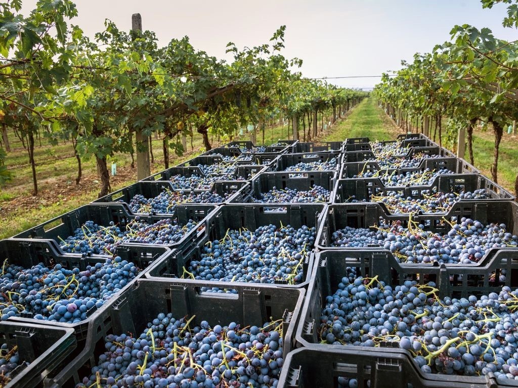 red wine grapes in amarone Italy