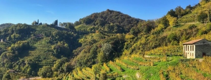 Vineyards in Prosecco region